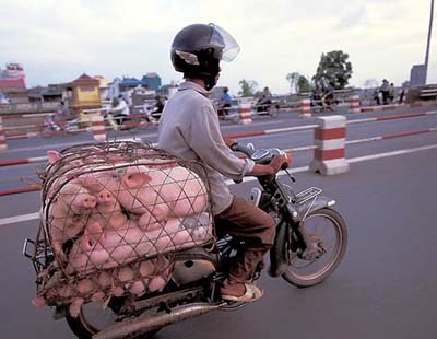 Xe máy chở heo, rọ heo